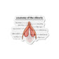 Anatomy of the Clitoris Magnet