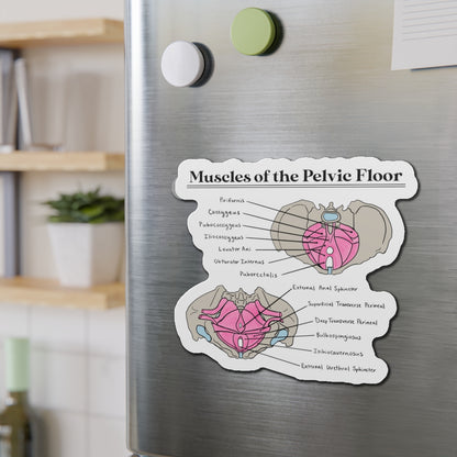 Muscles of the Pelvic Floor Magnet