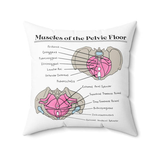 Muscles of the Pelvic Floor Pillow