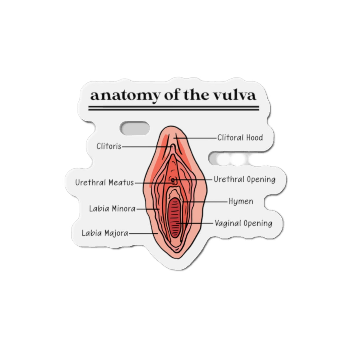 Anatomy of the Vulva Magnet