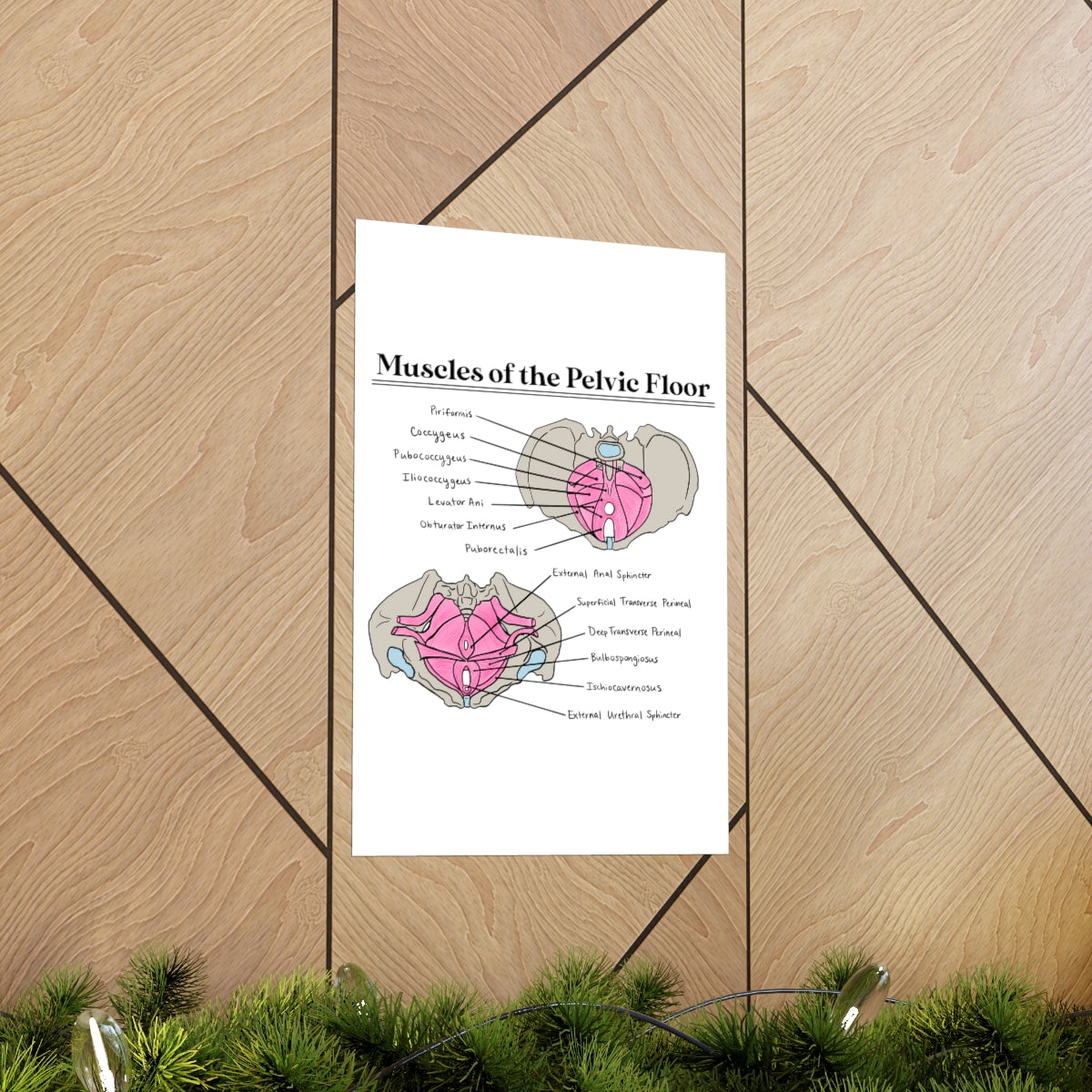 Muscles of the Pelvic Floor Poster