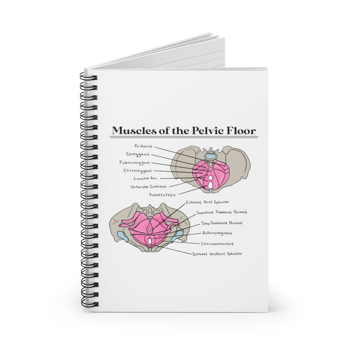 Muscles of the Pelvic Floor Notebook