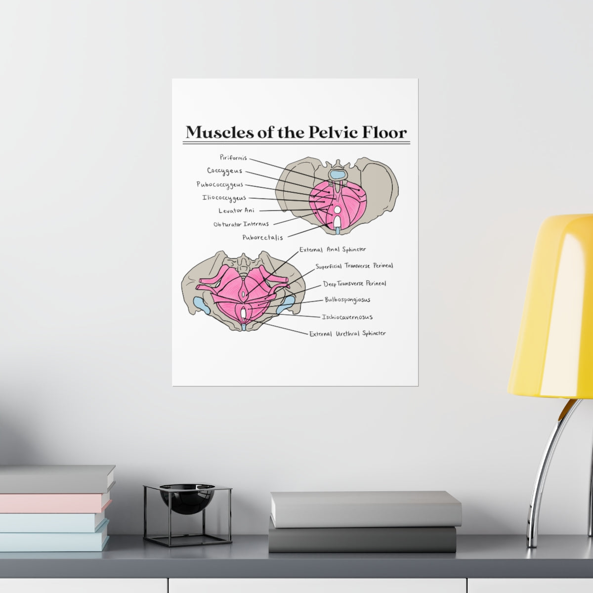 Muscles of the Pelvic Floor Poster