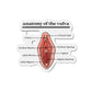 Anatomy of the Vulva Magnet