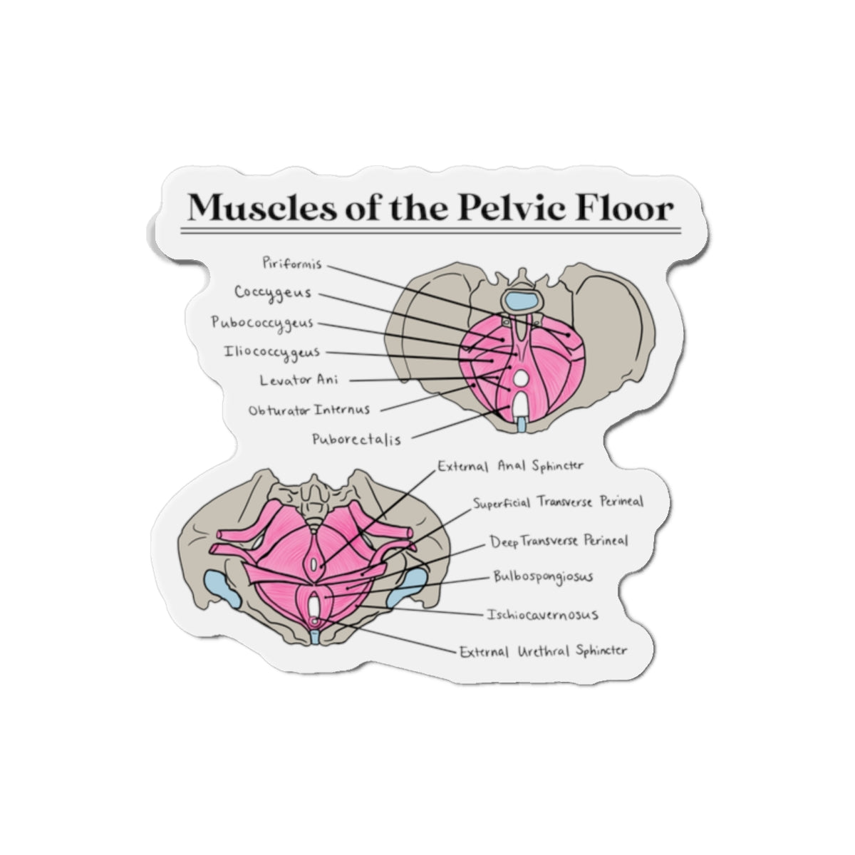 Muscles of the Pelvic Floor Magnet
