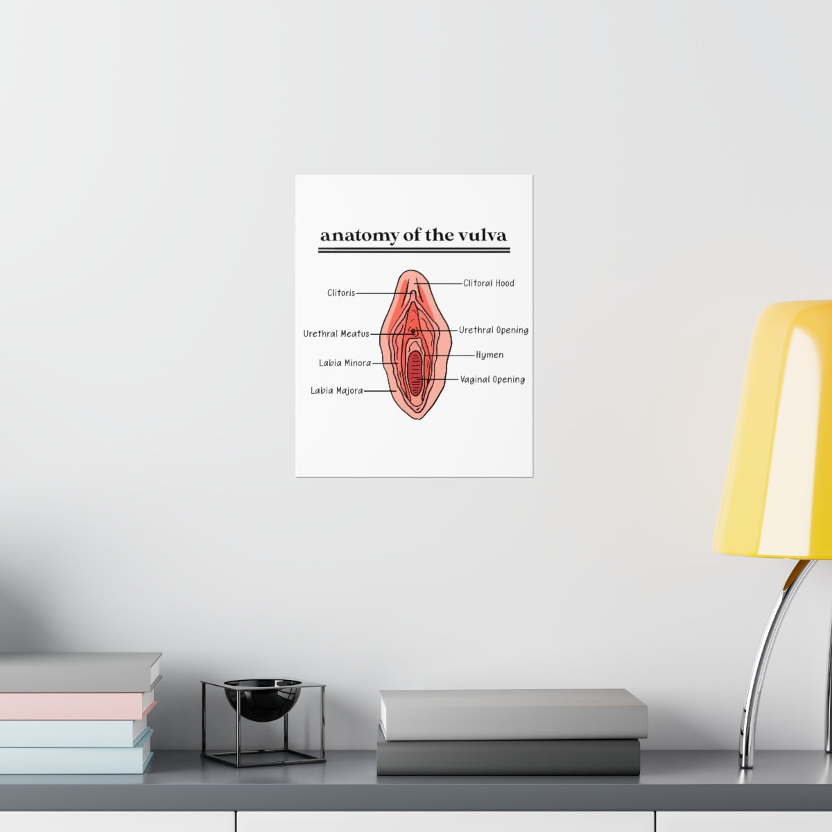 Anatomy of the Vulva Poster