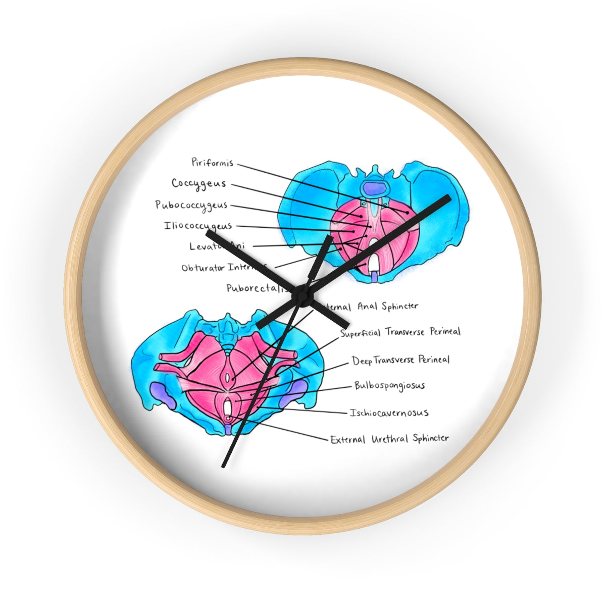 Pelvic Floor Muscles Wall Clock