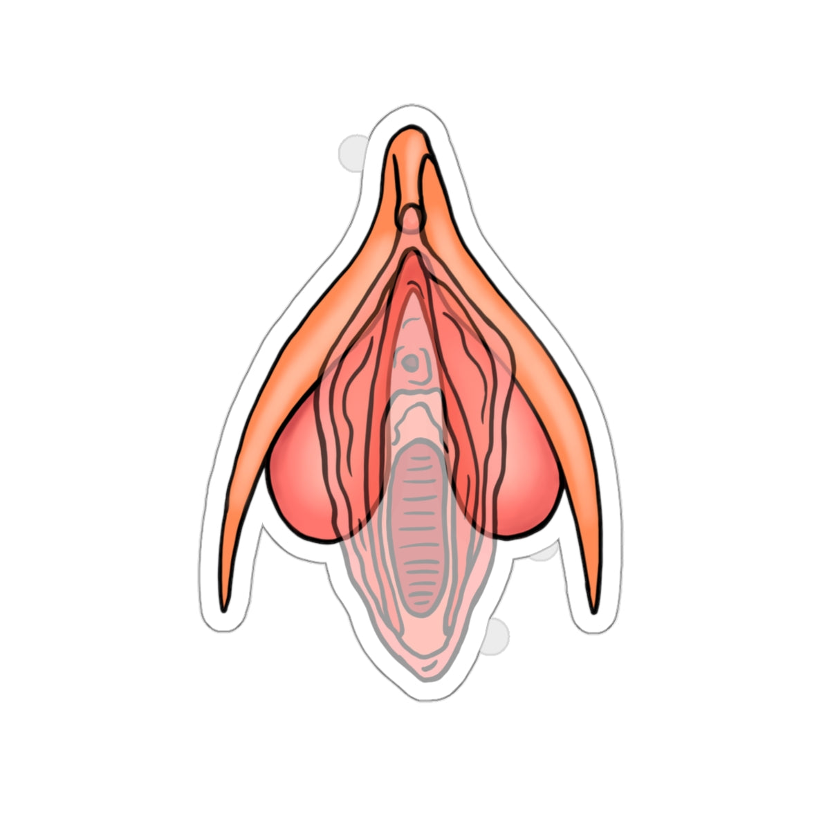 Clitoris Behind Vulva Sticker