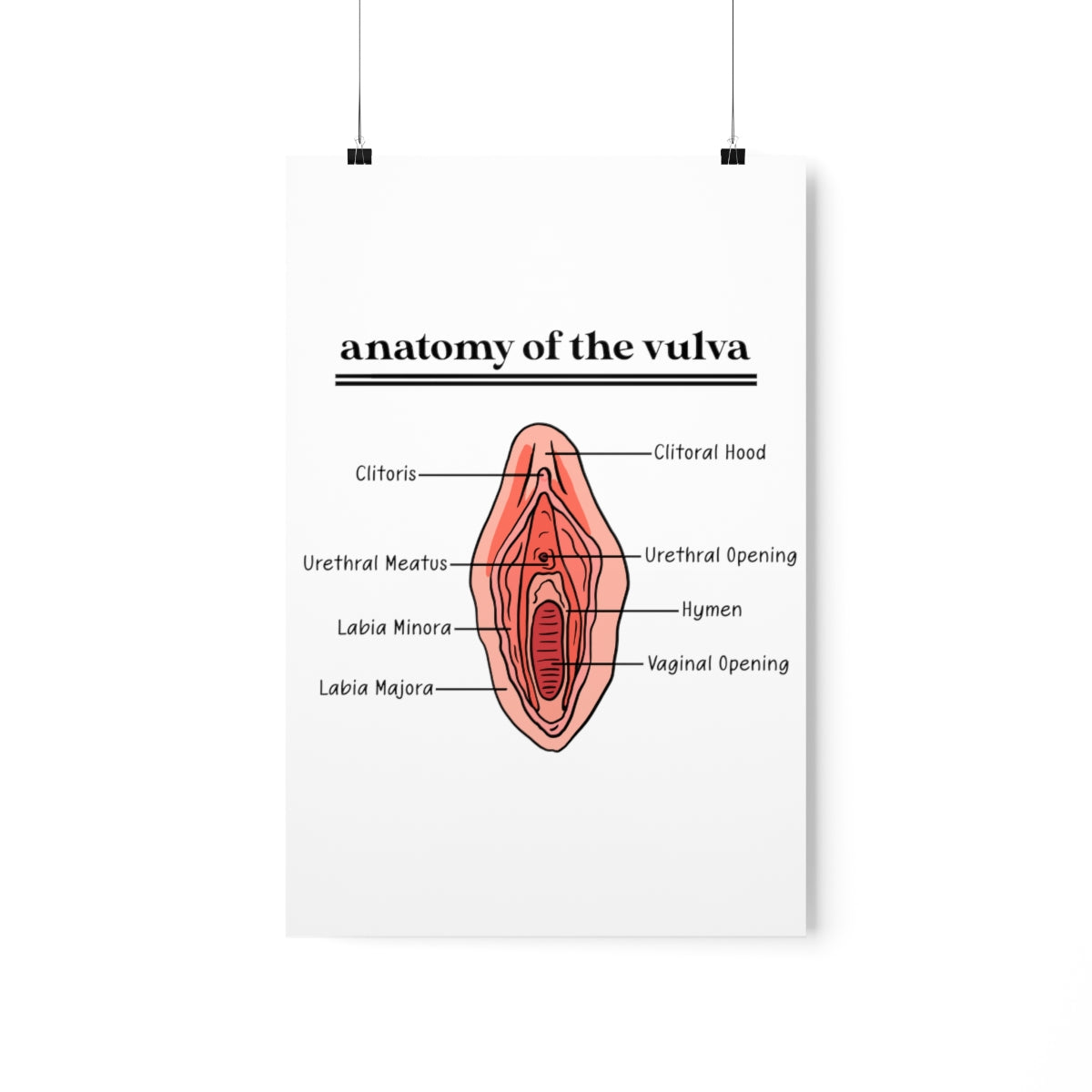 Anatomy of the Vulva Poster