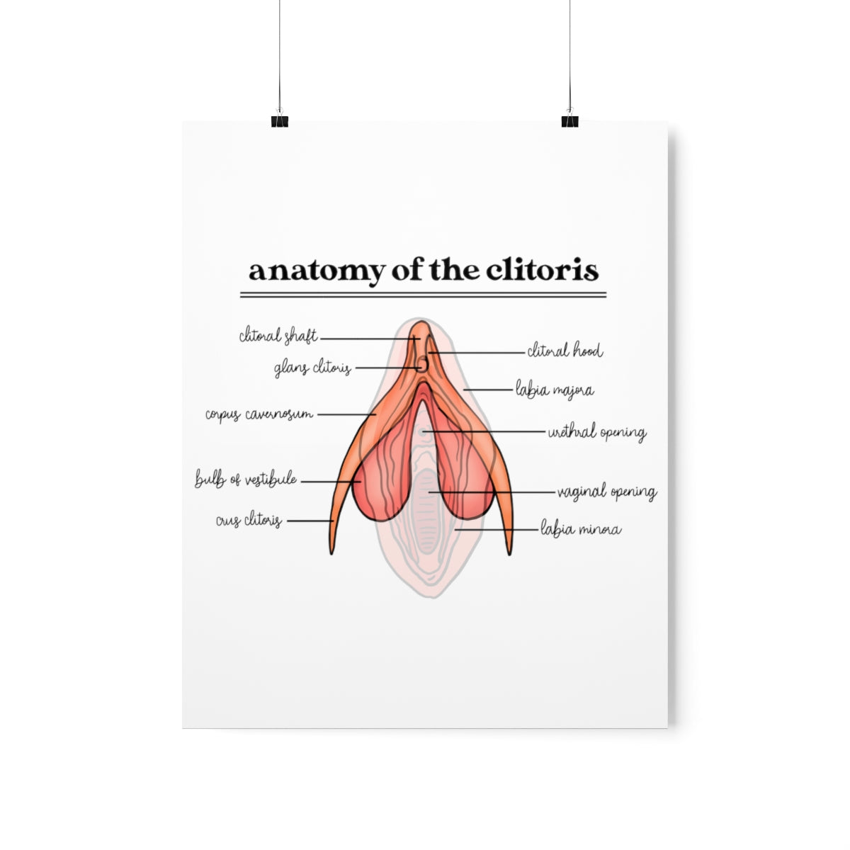Anatomy of the Clitoris Poster