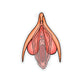 Clitoris Behind Vulva Sticker