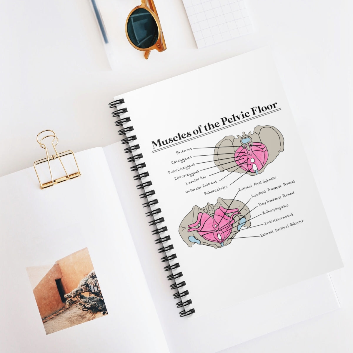 Muscles of the Pelvic Floor Notebook