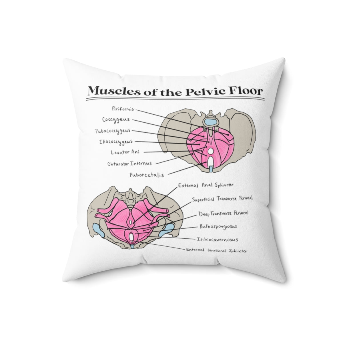Muscles of the Pelvic Floor Pillow